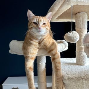 Meet your Posher, Miki